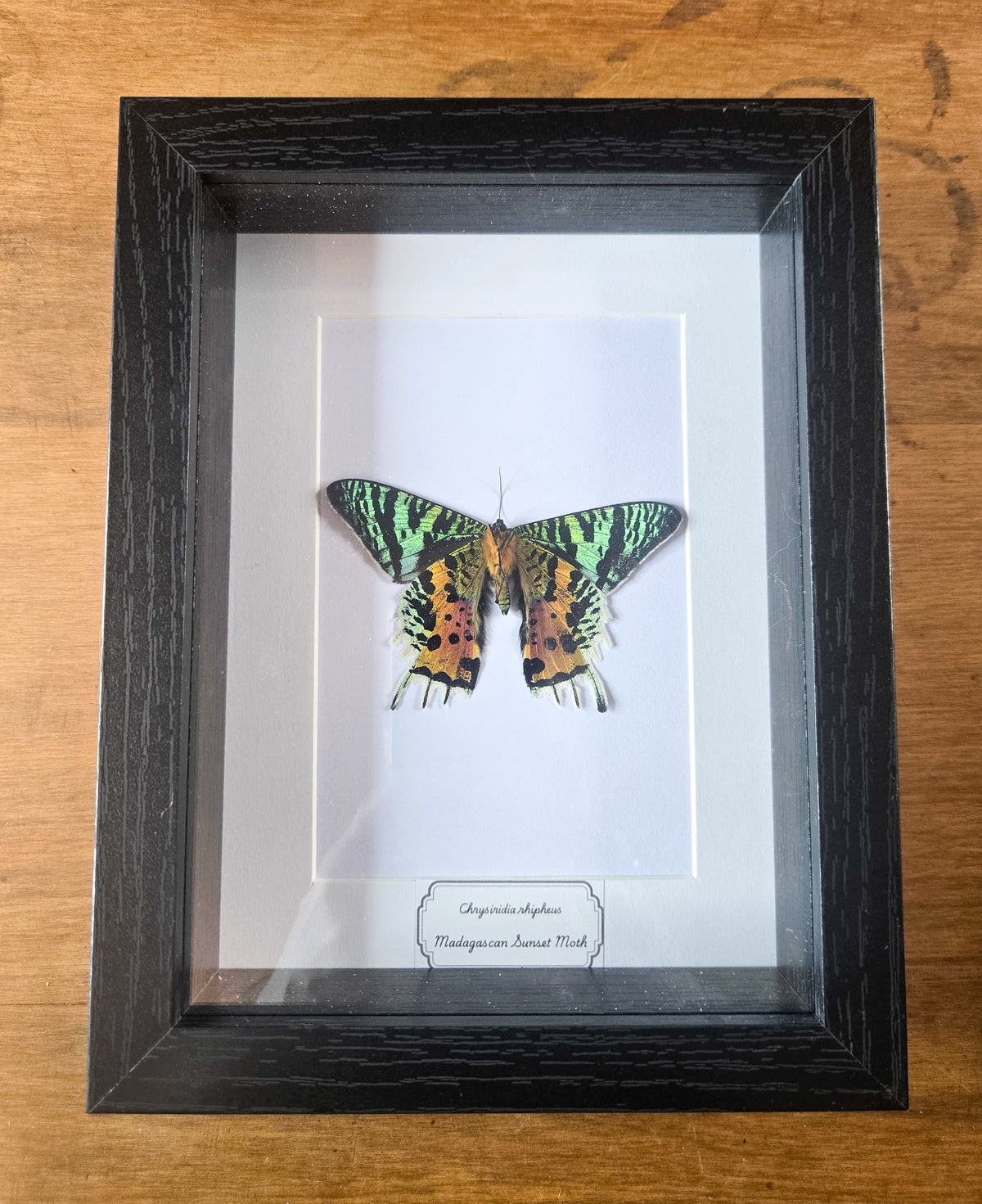 Framed Madagascan Sunset Moth (Chrysiridia rhipheus) – Genuine Entomology Specimen