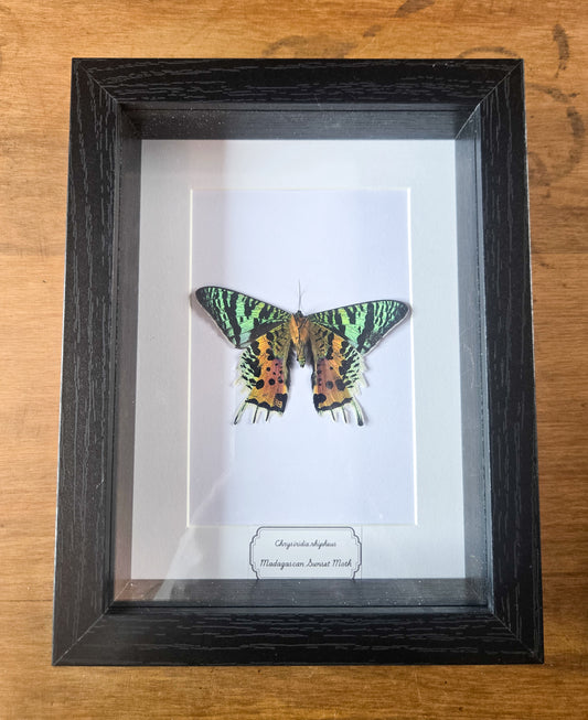 Framed Madagascan Sunset Moth (Chrysiridia rhipheus) – Genuine Entomology Specimen