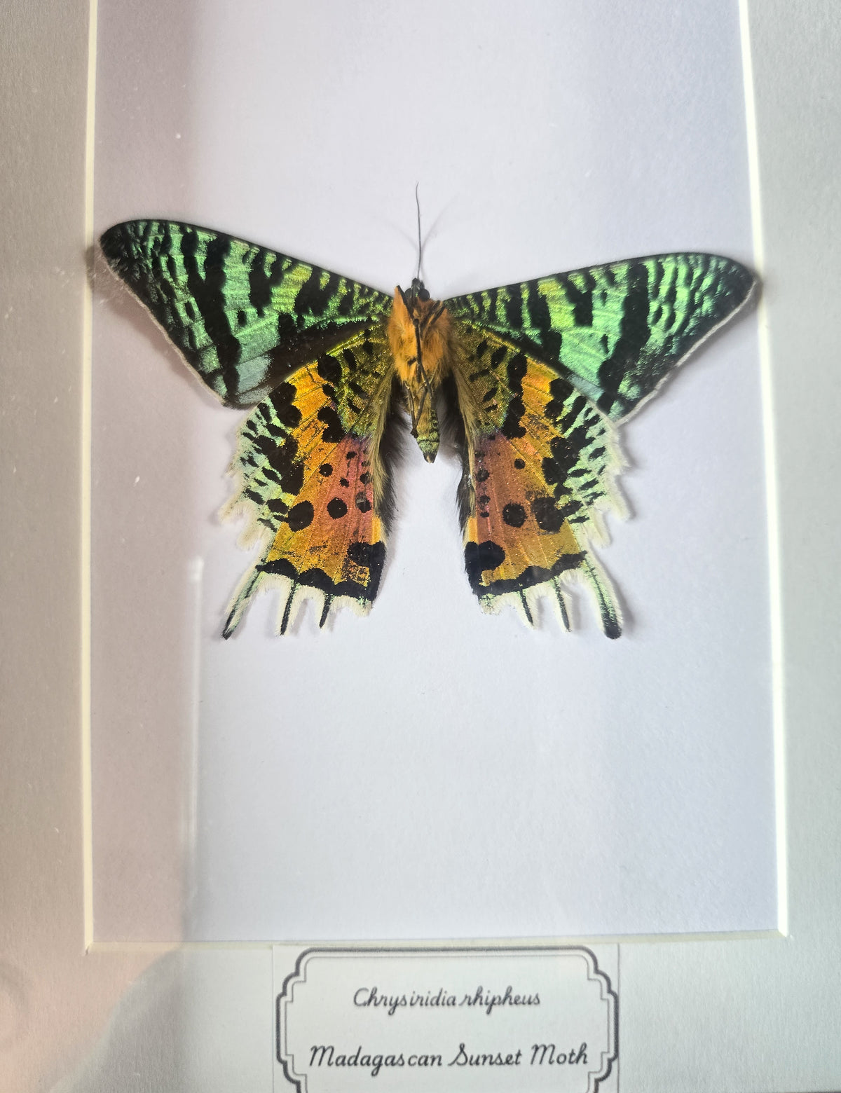 Framed Madagascan Sunset Moth (Chrysiridia rhipheus) – Genuine Entomology Specimen