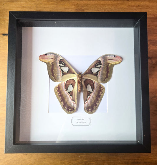 Framed Female Atlas Moth (Attacus atlas) – Genuine Entomology Specimen