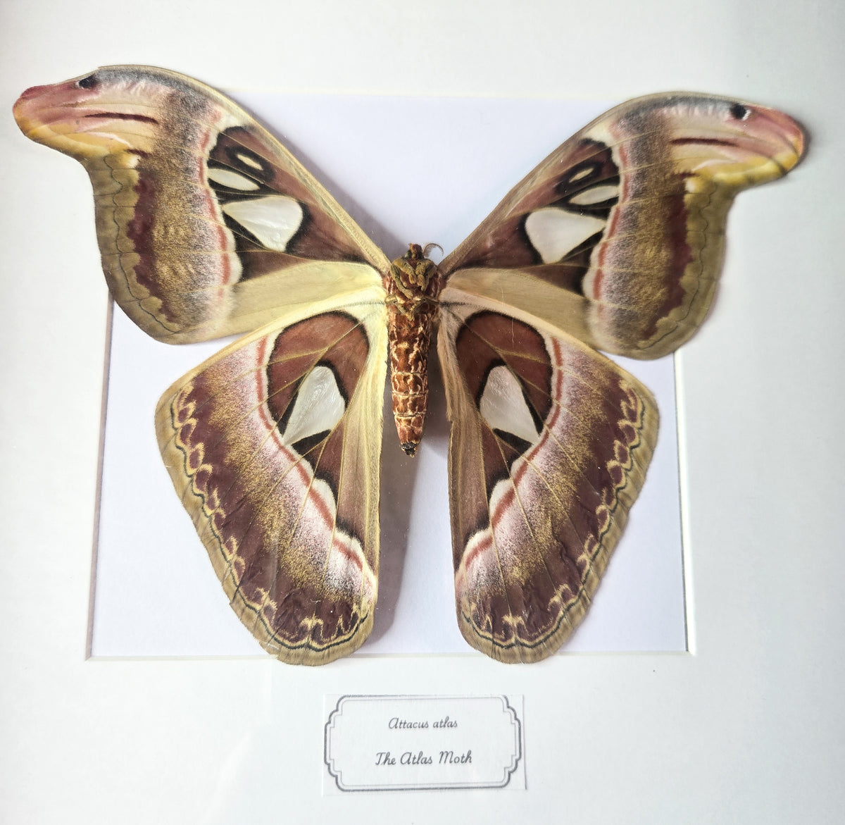 Framed Female Atlas Moth (Attacus atlas) – Genuine Entomology Specimen