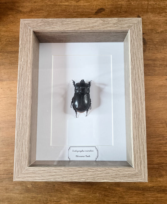 Framed Rhinoceros Beetle (Trichogomphus martabani) – Genuine Entomology Specimen