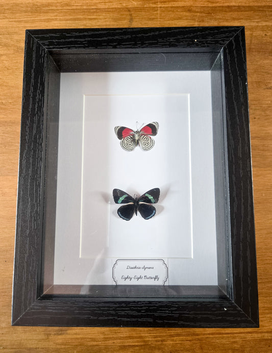 Framed Eighty-Eight Butterfly Pair (Diaethria clymena) – Genuine Entomology Specimens