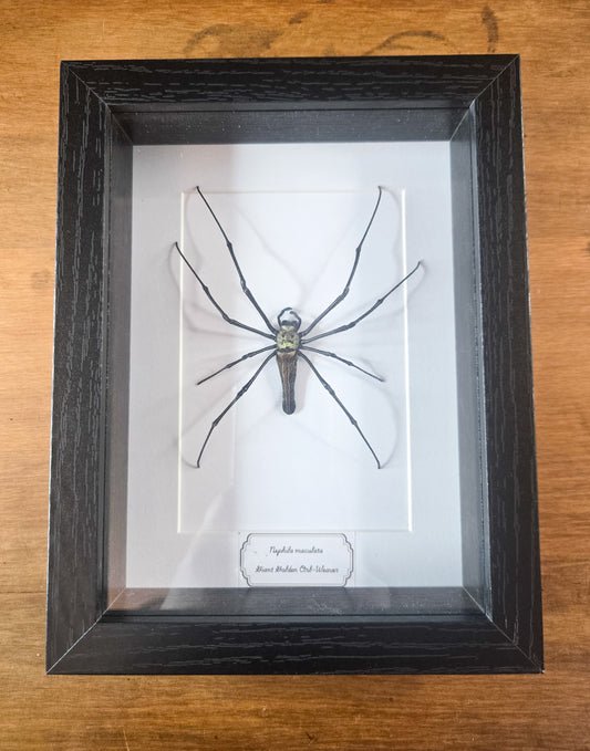 Framed Giant Golden Orb-Weaver (Nephila maculata) – Genuine Entomology Specimen