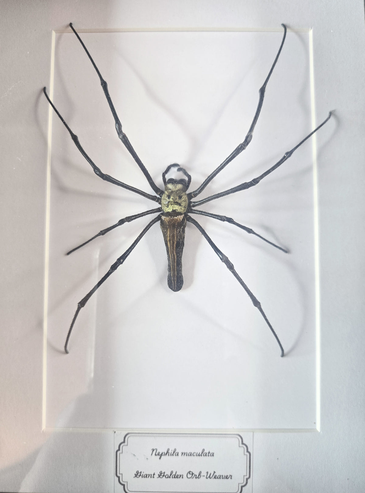 Framed Giant Golden Orb-Weaver (Nephila maculata) – Genuine Entomology Specimen