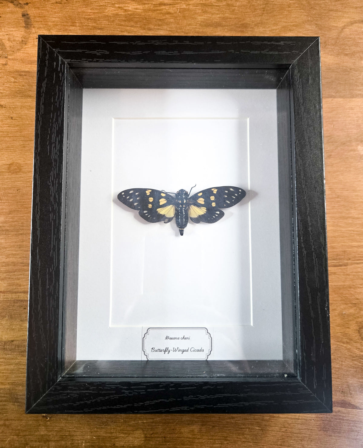 Framed Butterfly-Winged Cicada (Gaeana cheni) – Genuine Entomology Specimen