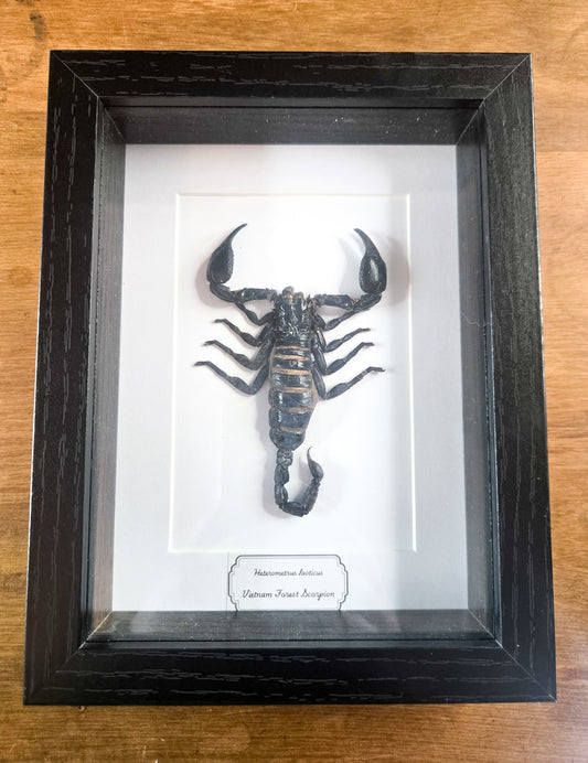 Framed Vietnam Forest Scorpion (Heterometrus laoticus) – Genuine Entomology Specimen