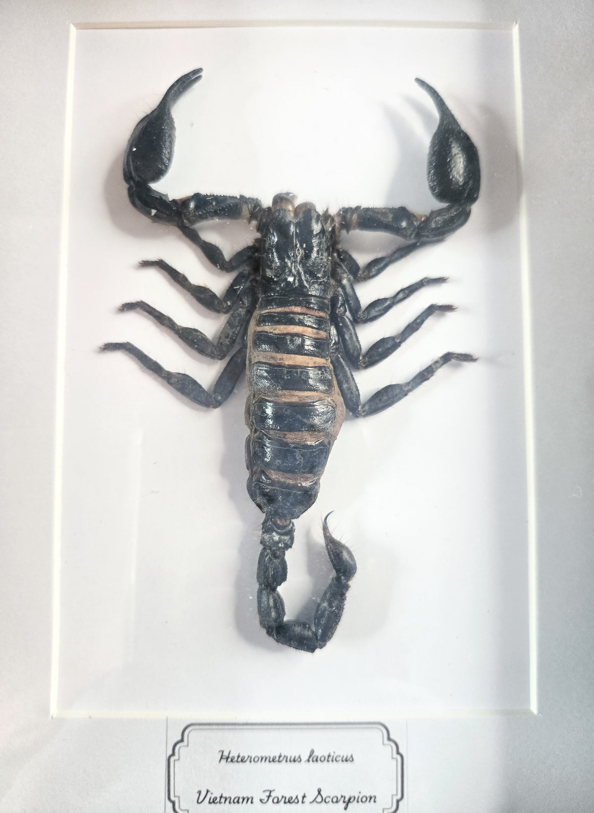 Framed Vietnam Forest Scorpion (Heterometrus laoticus) – Genuine Entomology Specimen