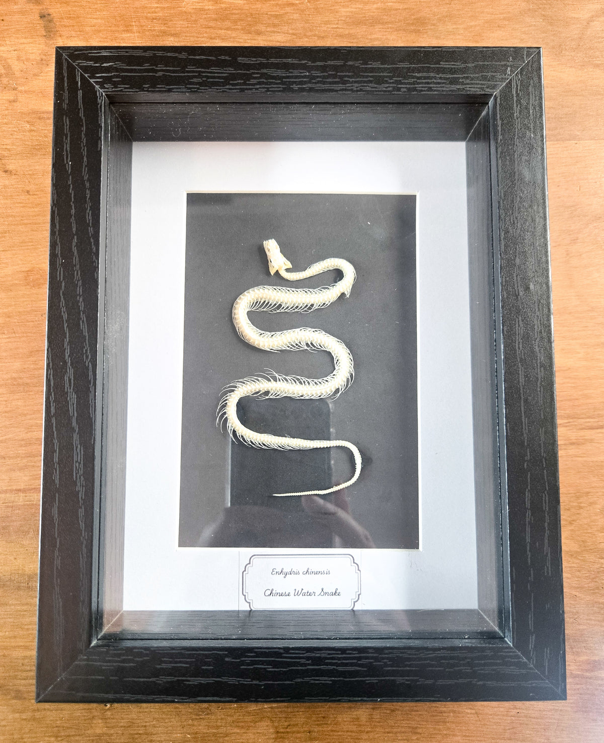 Framed Chinese Water Snake Skeleton (Enhydris chinensis) – Genuine Osteology Specimen