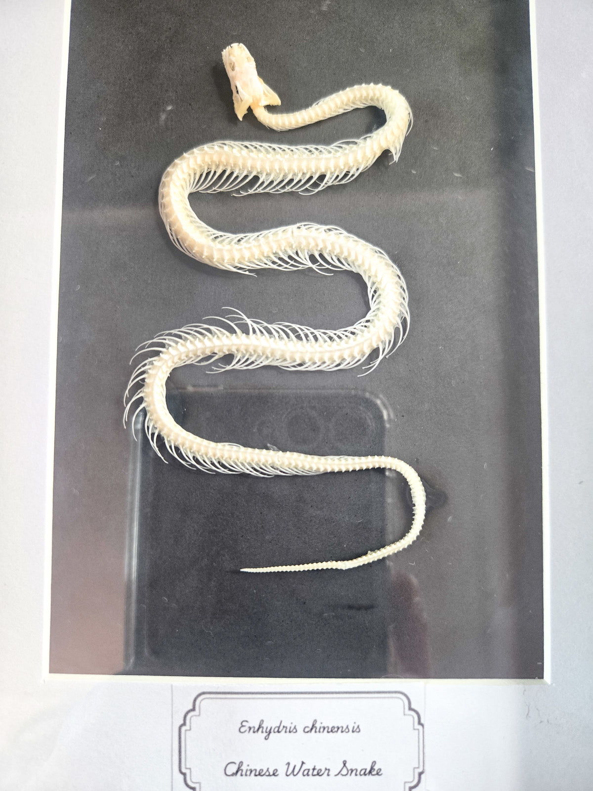 Framed Chinese Water Snake Skeleton (Enhydris chinensis) – Genuine Osteology Specimen