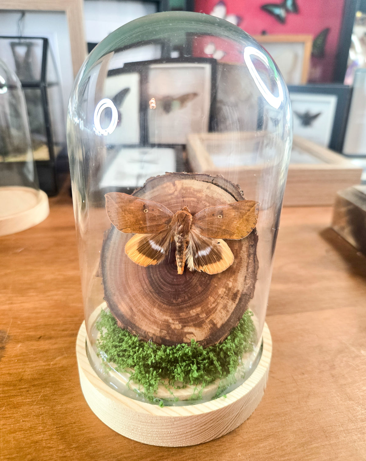Moth Glass Dome Display – Genuine Entomology Specimen