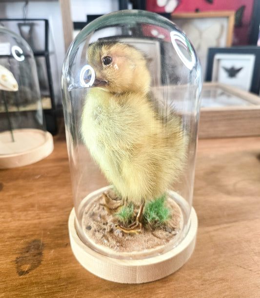 Real Taxidermy Yellow Duckling – Glass Dome Natural History Display