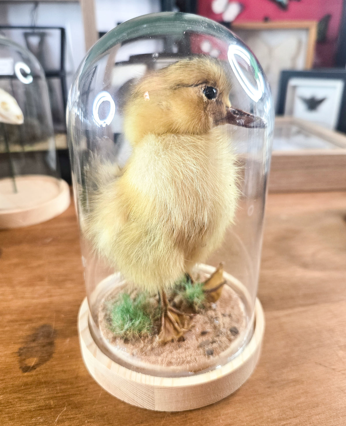 Real Taxidermy Yellow Duckling – Glass Dome Natural History Display