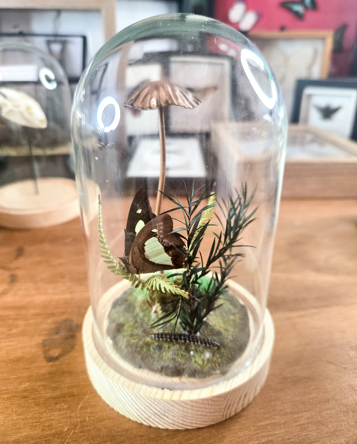 Woodland Butterfly Diorama – Genuine Entomology Glass Dome Display