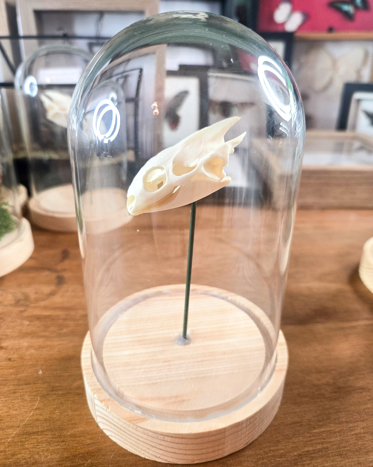 Real Turtle Skull – Genuine Osteology Glass Dome Display