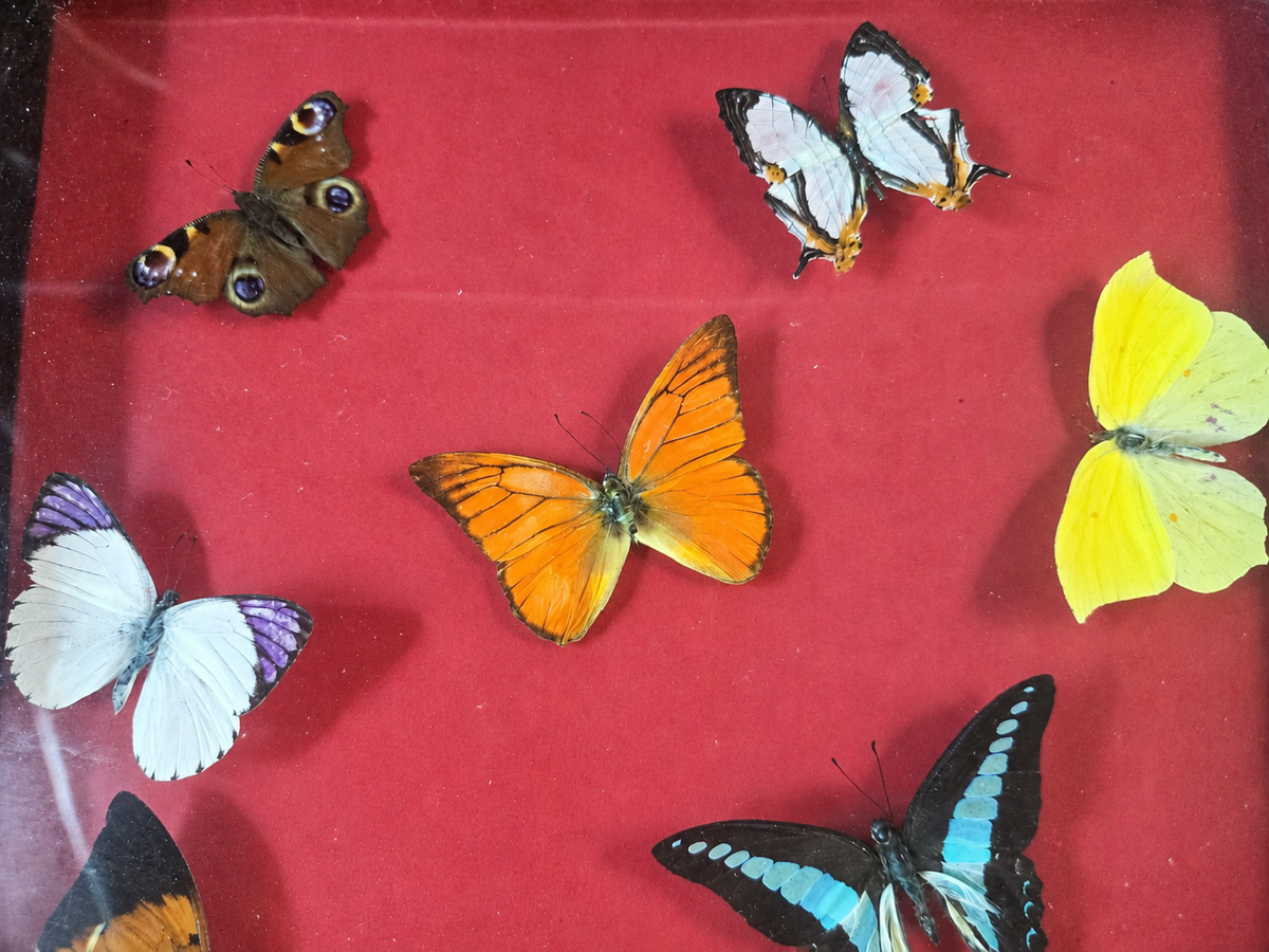 Framed Nine Butterfly Collection – Genuine Entomology Specimens