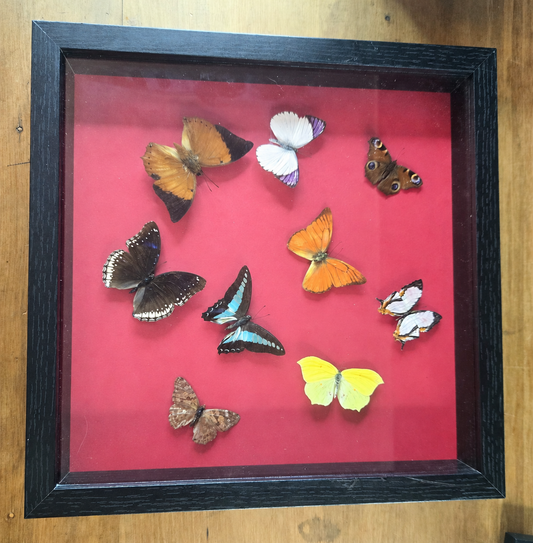 Framed Nine Butterfly Collection – Genuine Entomology Specimens