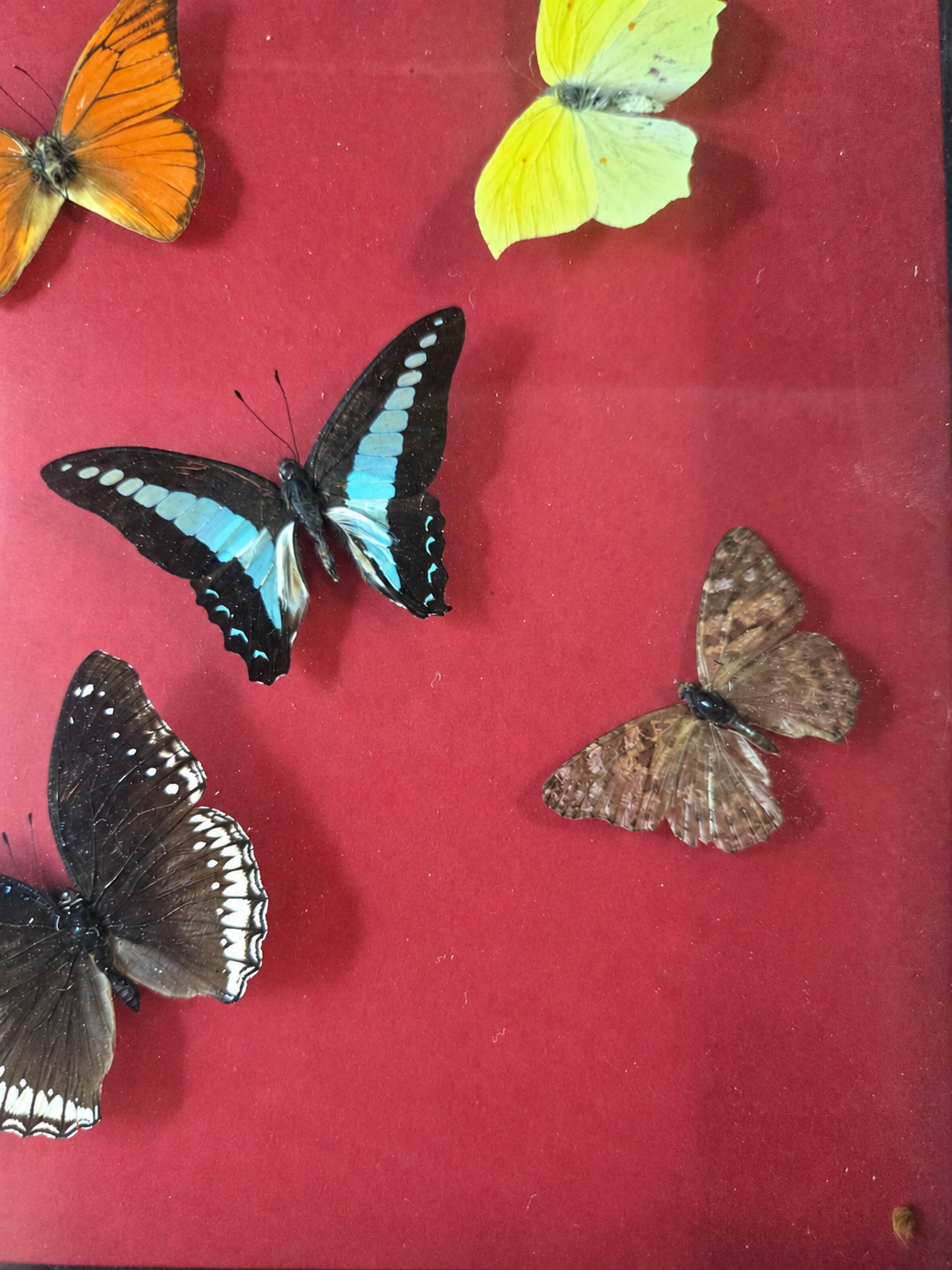 Framed Nine Butterfly Collection – Genuine Entomology Specimens