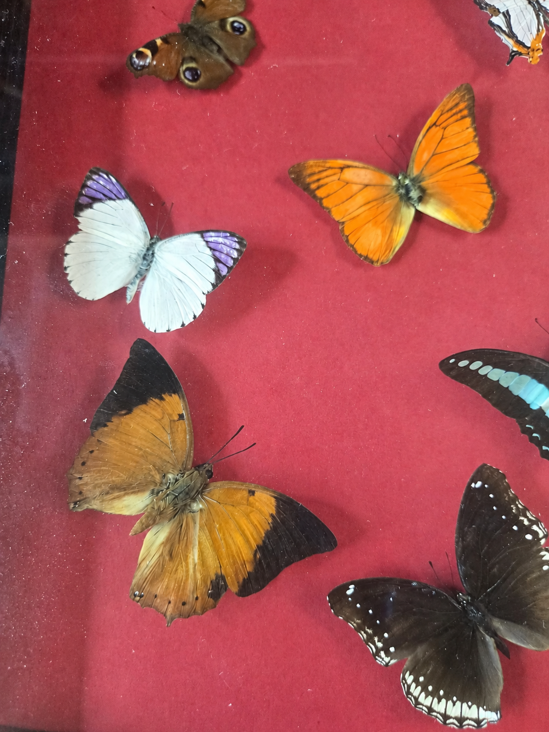 Framed Nine Butterfly Collection – Genuine Entomology Specimens